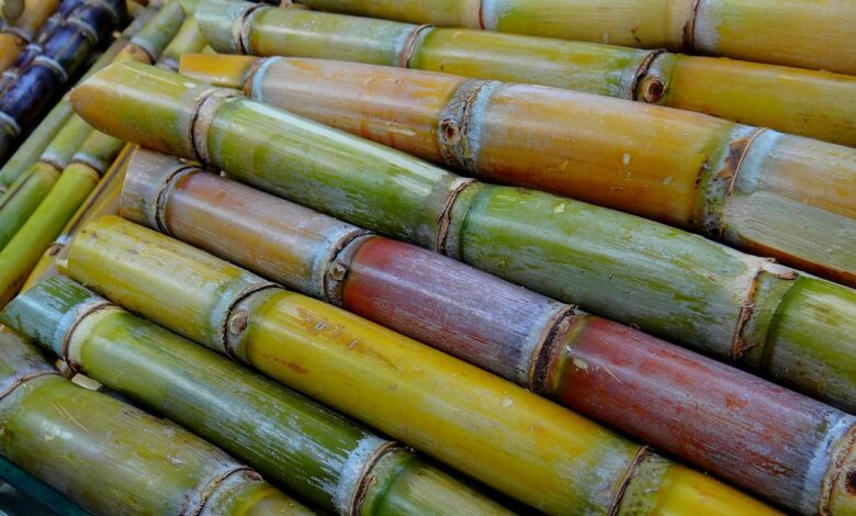 Sugar Cane Health Benefits